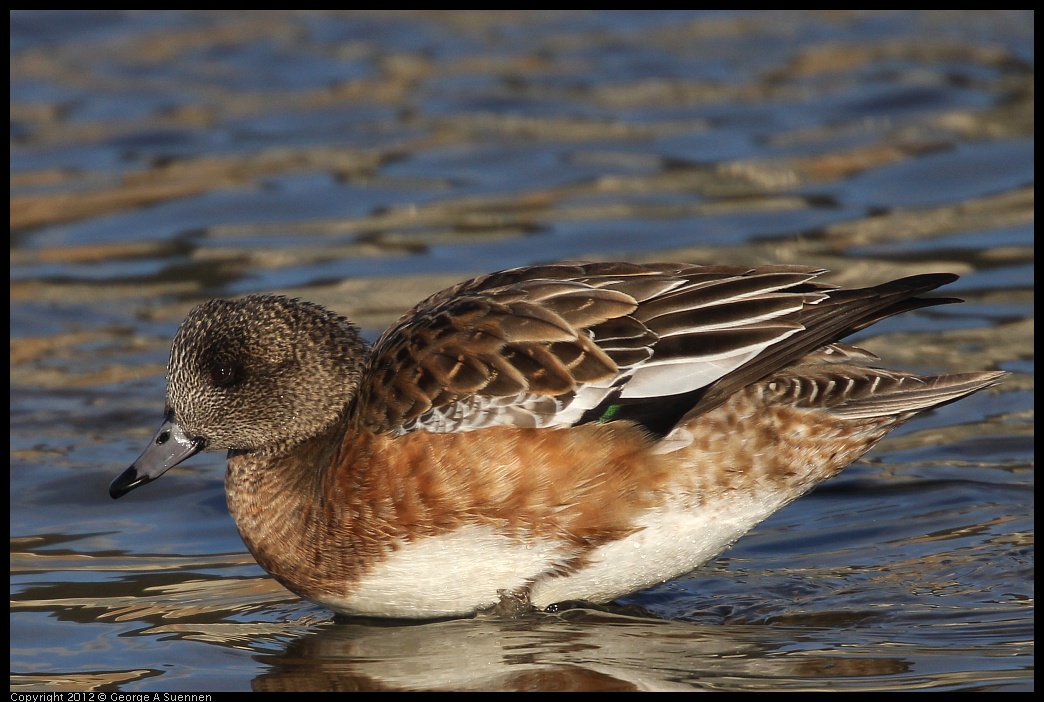 0115-153040-01.jpg - Wigeon