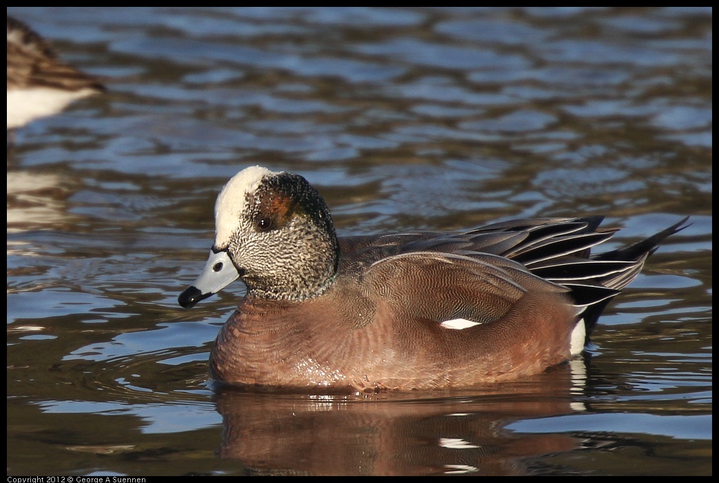 0115-153124-01.jpg - American Wigeon