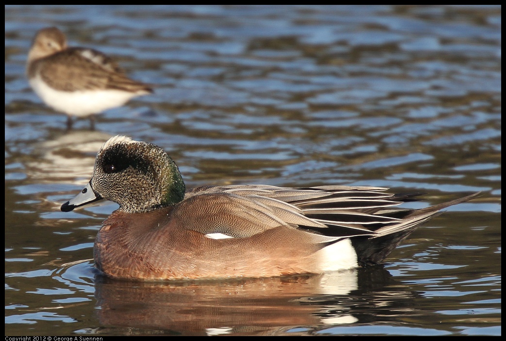 0115-153125-02.jpg - American Wigeon