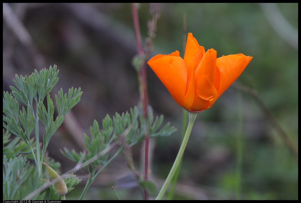 0115-153351-03.jpg - California Poppy