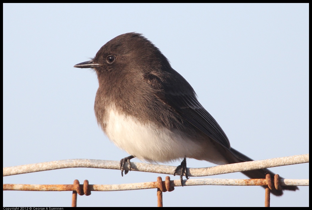 0115-153923-01.jpg - Black Phoebe