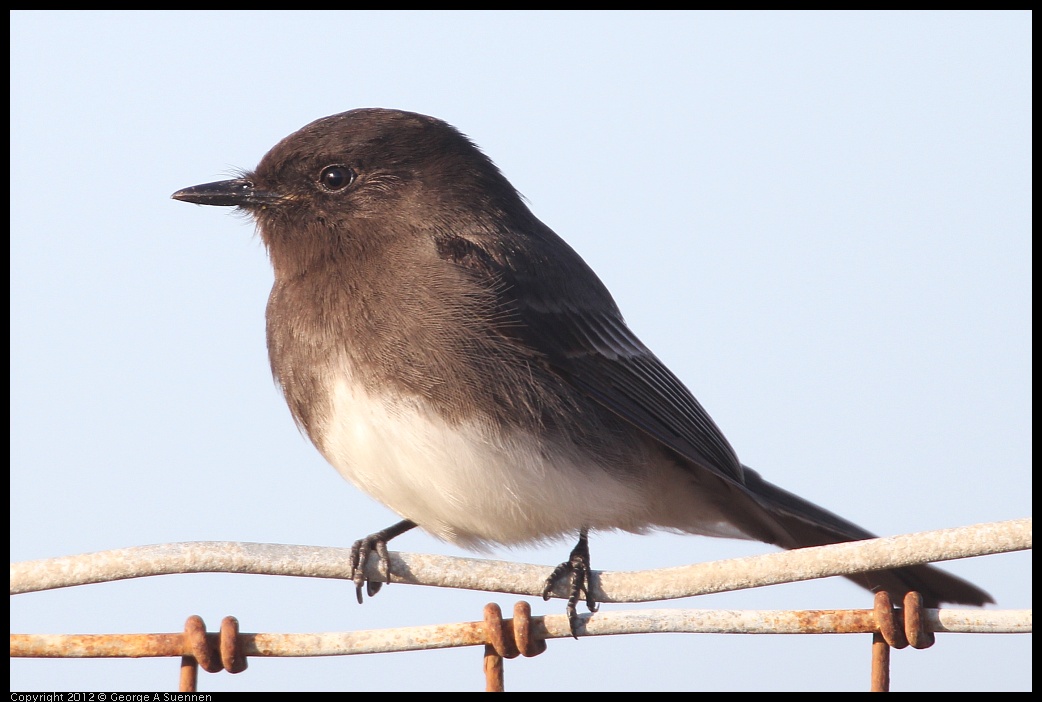 0115-153929-01.jpg - Black Phoebe