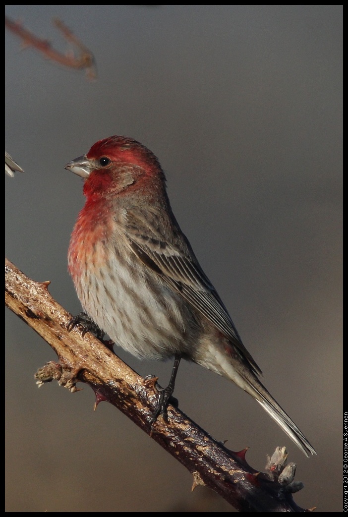 0115-154317-01.jpg - House Finch