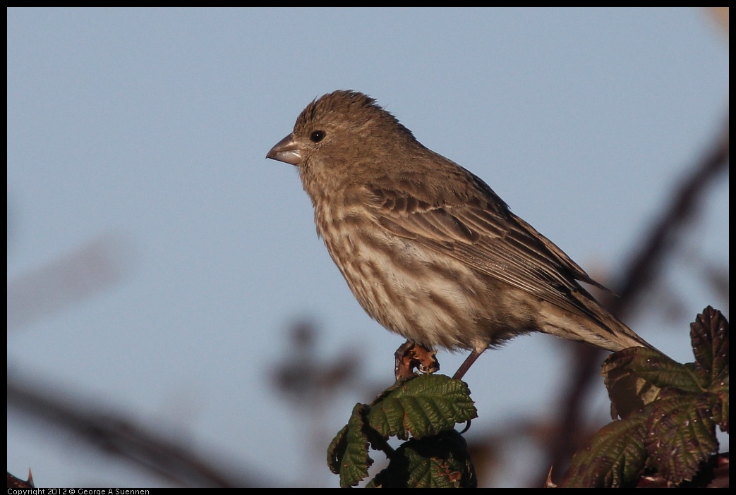 0115-154328-01.jpg - House Finch