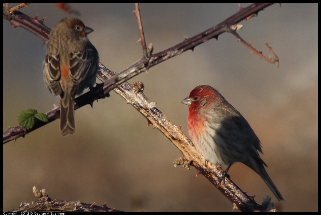 0115-154728-01.jpg - House Finch