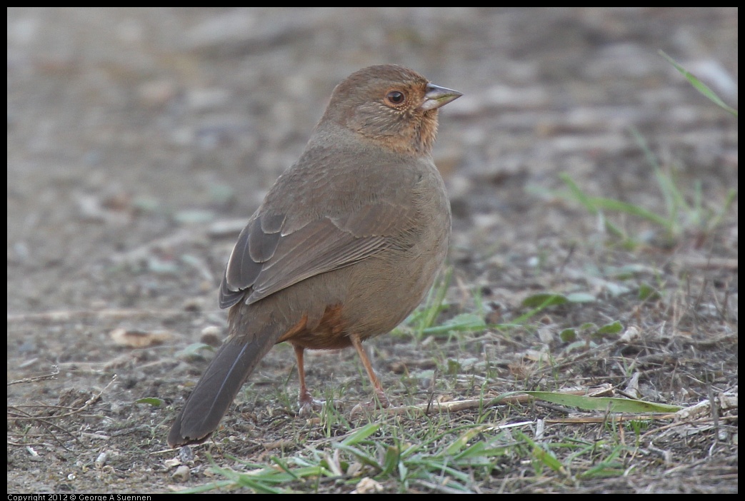 0115-155716-05.jpg - California Towhee