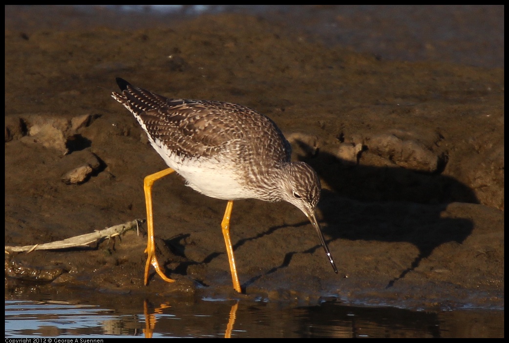 0115-155833-02.jpg - Lesser Yellowlegs