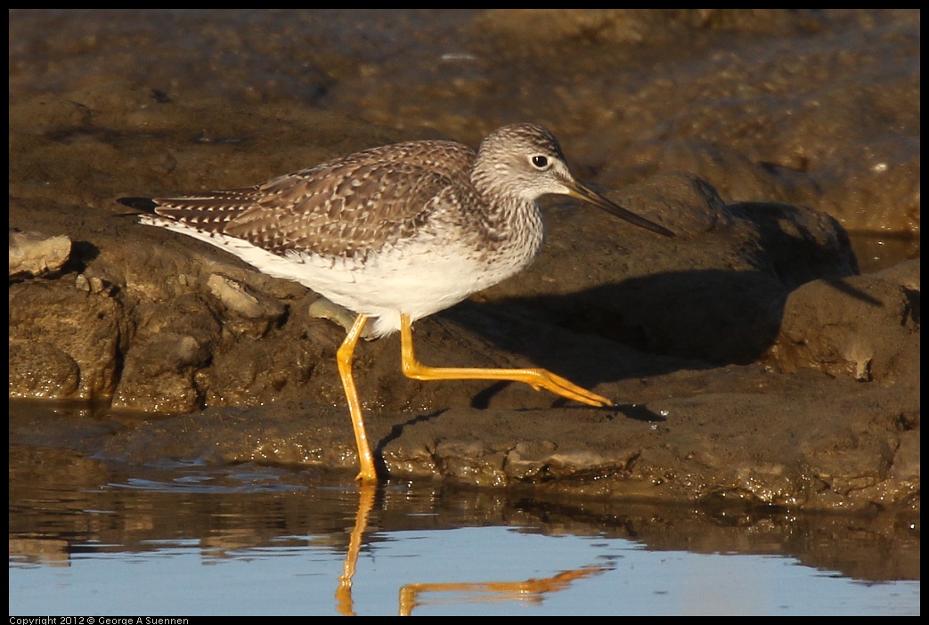 0115-155841-02.jpg - Lesser Yellowlegs