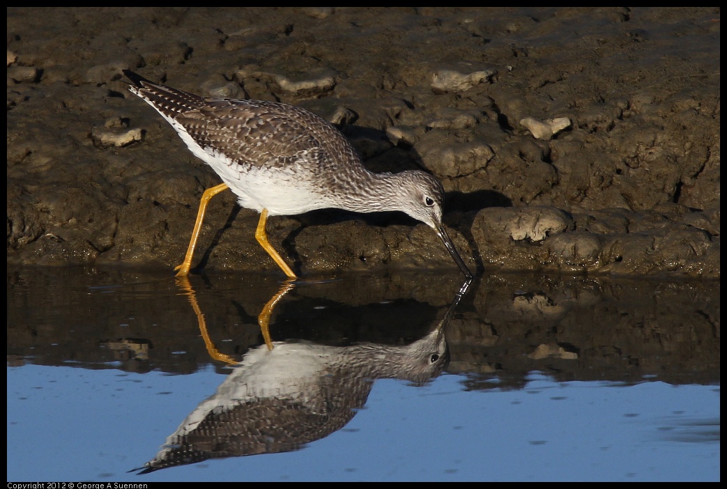 0115-155919-03.jpg - Lesser Yellowlegs