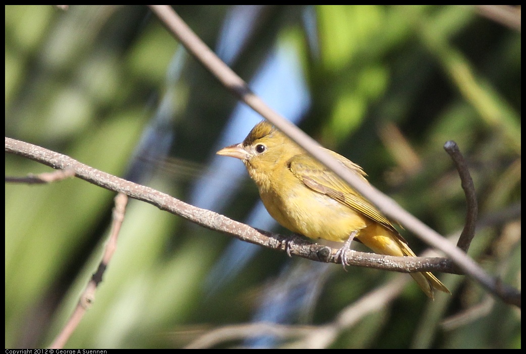 0116-150101-02.jpg - Summer Tanager Female