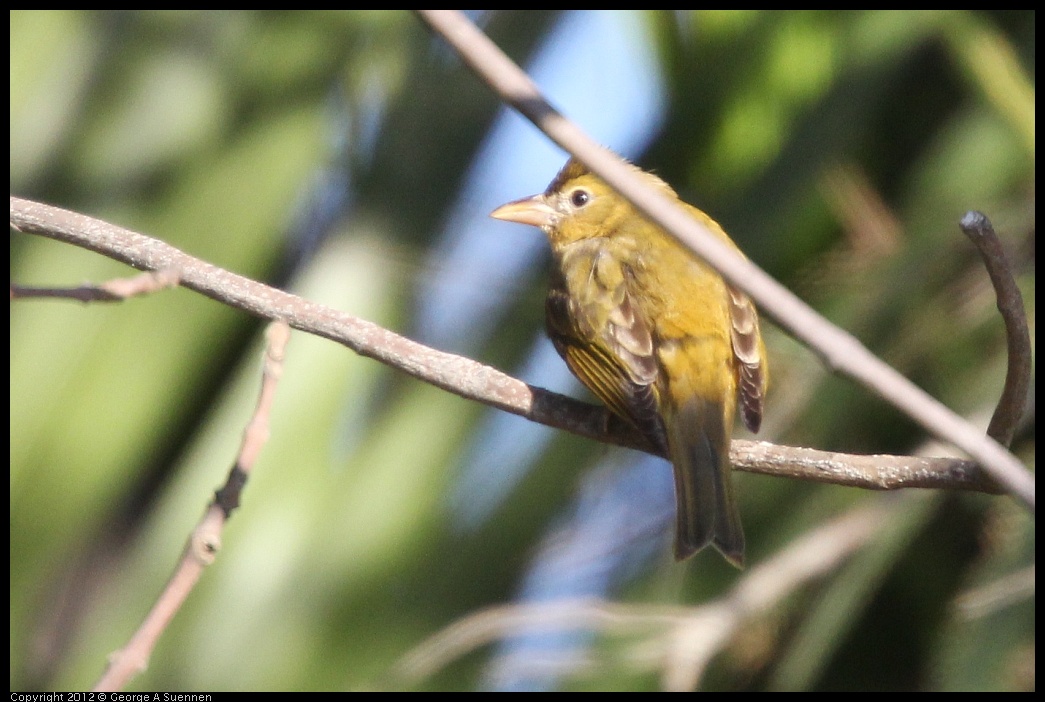 0116-150106-01.jpg - Summer Tanager Female