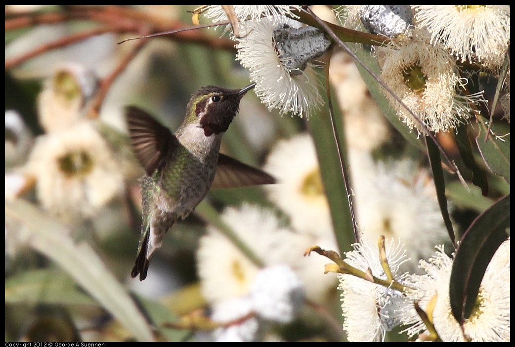 0116-150918-01.jpg - Anna's Hummingbird