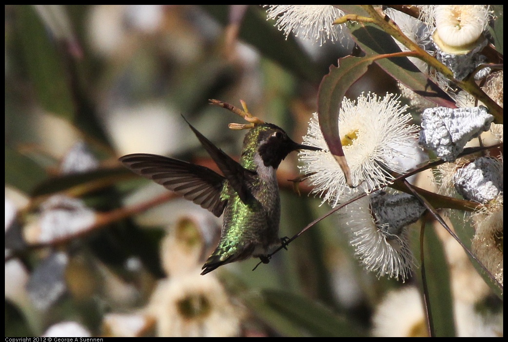 0116-150951-01.jpg - Anna's Hummingbird