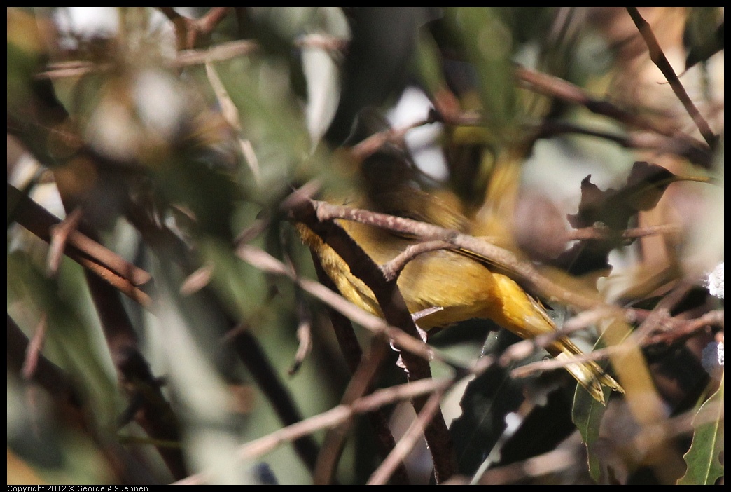 0116-151447-02.jpg - Summer Tanager Female