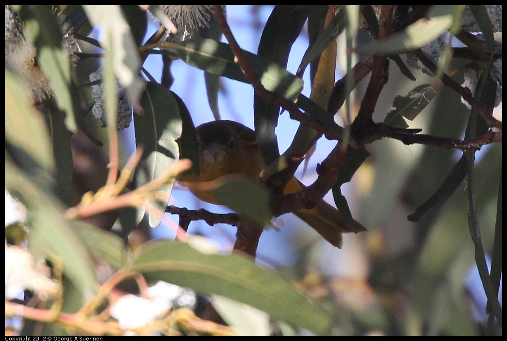 0116-152707-02.jpg - Summer Tanager Female