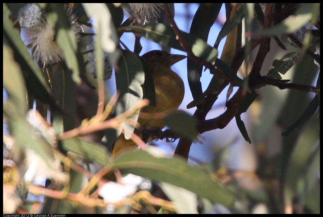 0116-152708-03.jpg - Summer Tanager Female