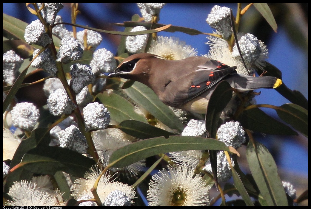 0116-152801-04.jpg - Cedar Waxwing