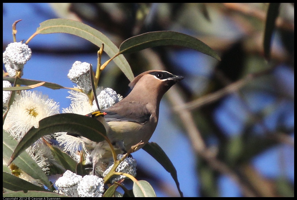 0116-152807-01.jpg - Cedar Waxwing