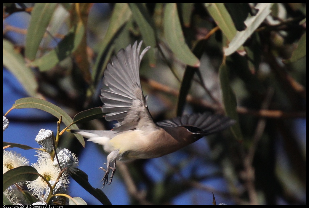 0116-152807-02.jpg - Cedar Waxwing