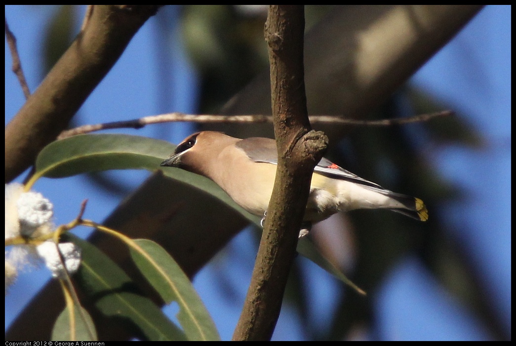 0116-153238-05.jpg - Cedar Waxwing