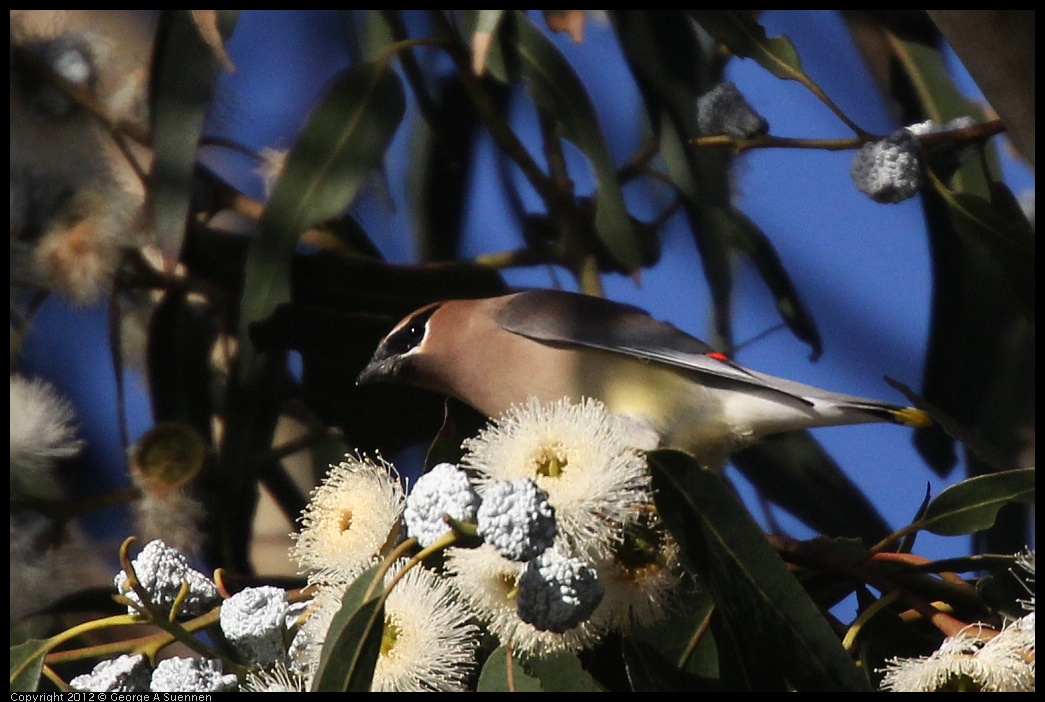 0116-153310-03.jpg - Cedar Waxwing