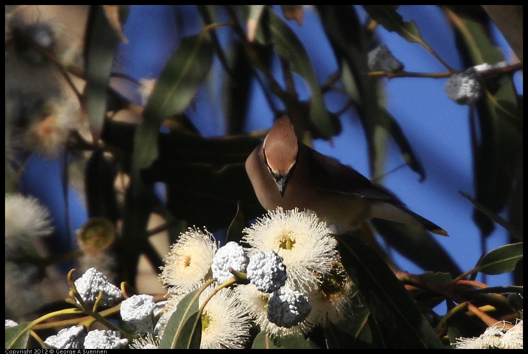 0116-153311-02.jpg - Cedar Waxwing