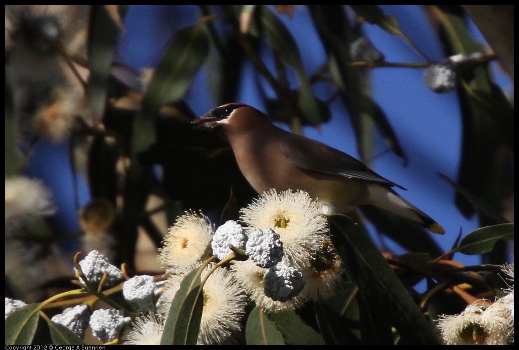 0116-153312-02.jpg - Cedar Waxwing