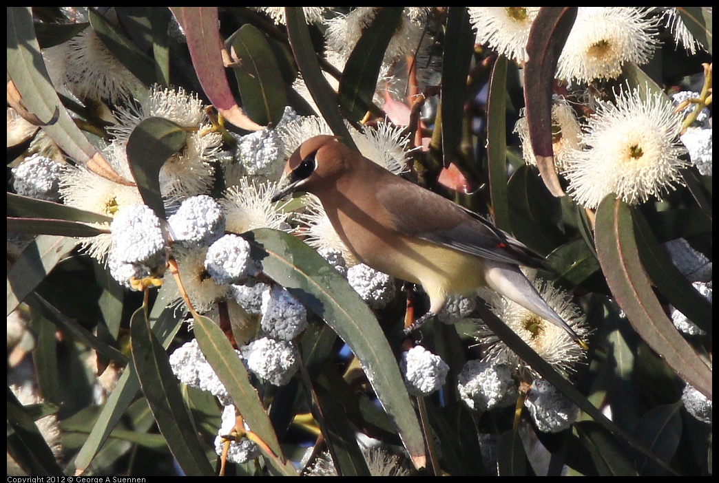 0116-153748-01.jpg - Cedar Waxwing