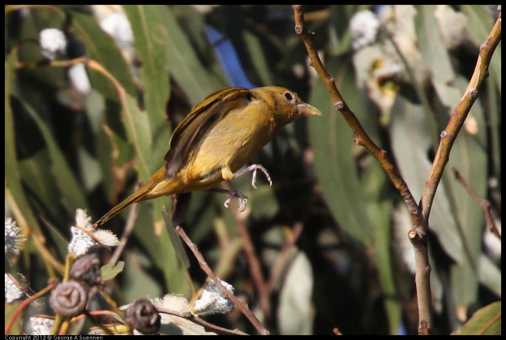 0116-154056-01.jpg - Summer Tanager Female