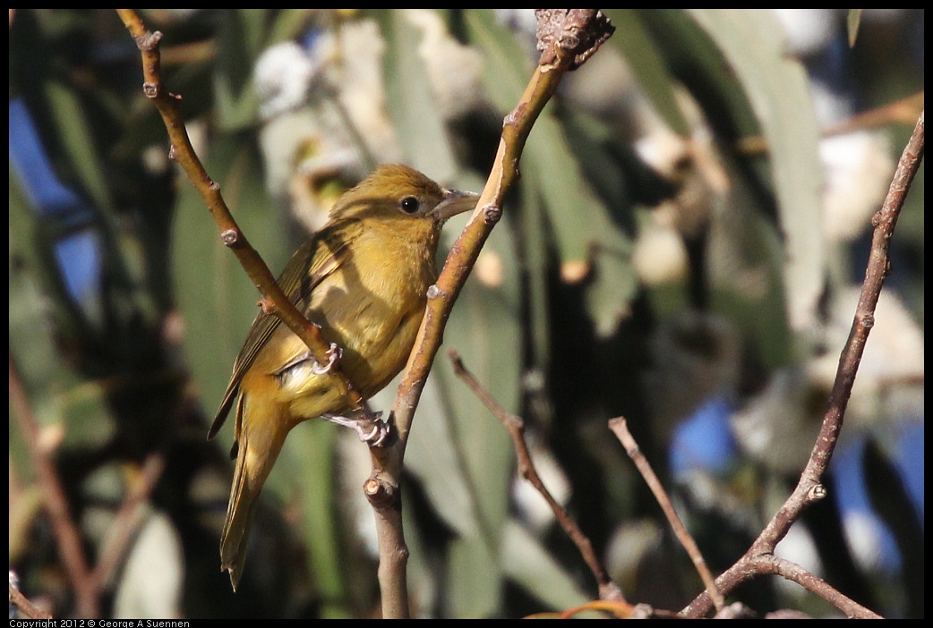 0116-154057-01.jpg - Summer Tanager Female