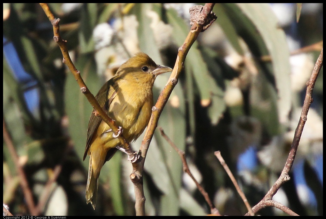 0116-154059-02.jpg - Summer Tanager Female