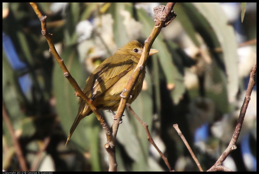 0116-154107-01.jpg - Summer Tanager Female