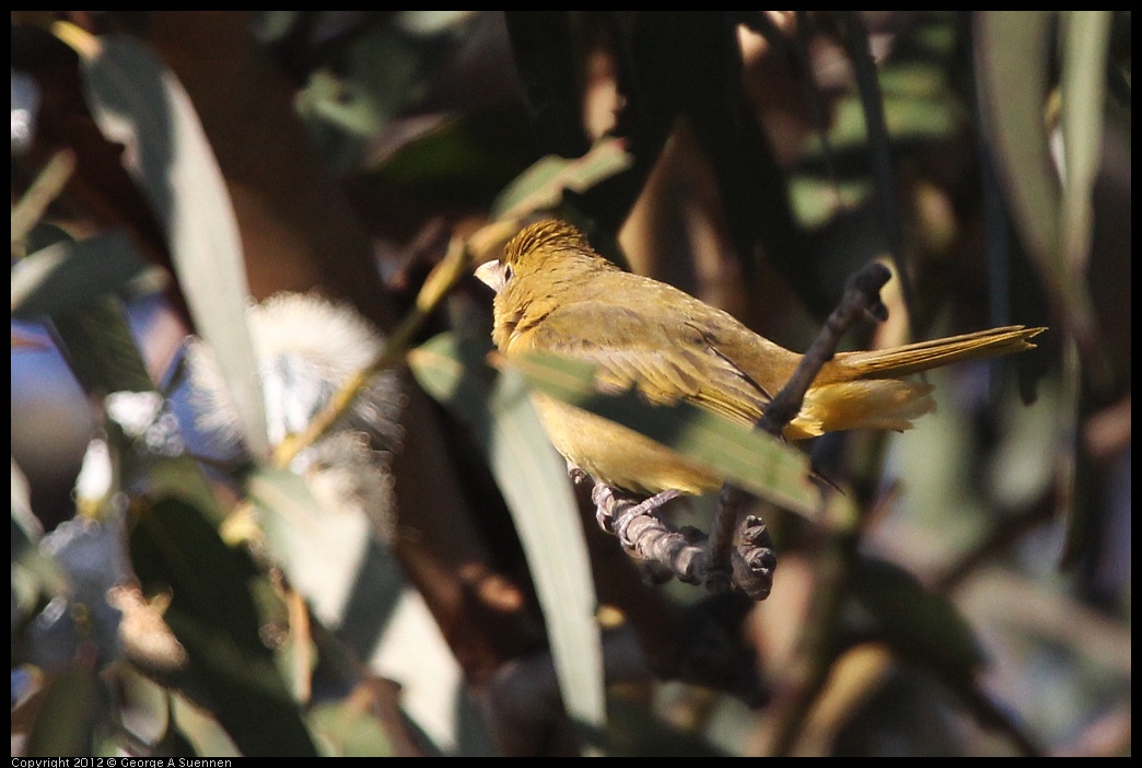 0116-154149-05.jpg - Summer Tanager Female