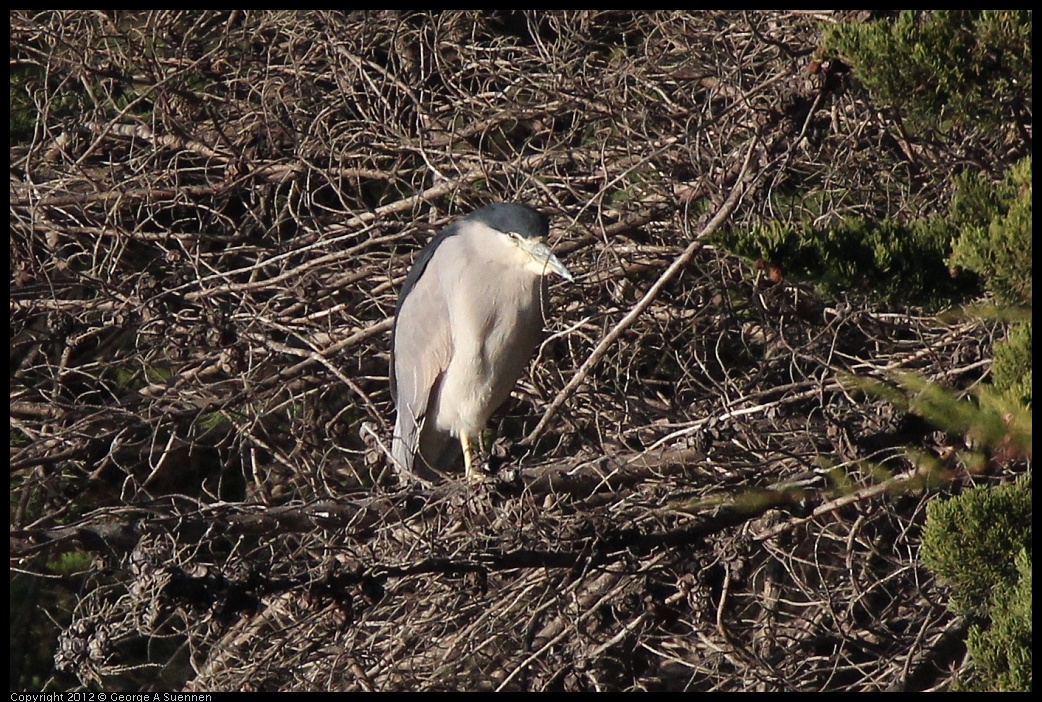 0116-154316-02.jpg - Black-crowned Night Heron