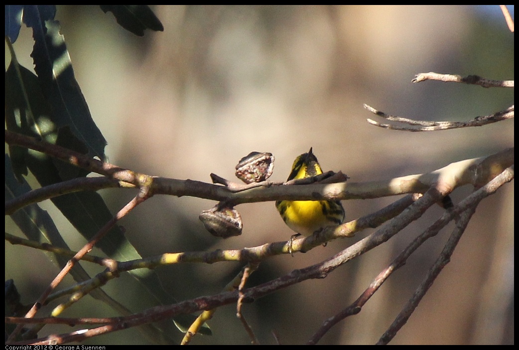 0116-154634-01.jpg - Townsend Warbler