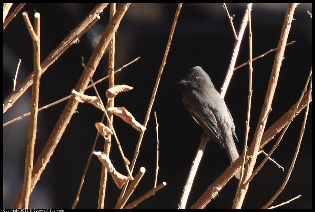 0116-131443-01.jpg - Black Phoebe