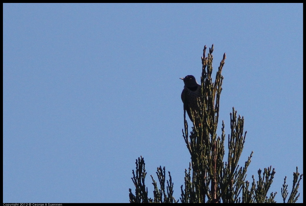 0116-131535-01.jpg - Northern Flicker