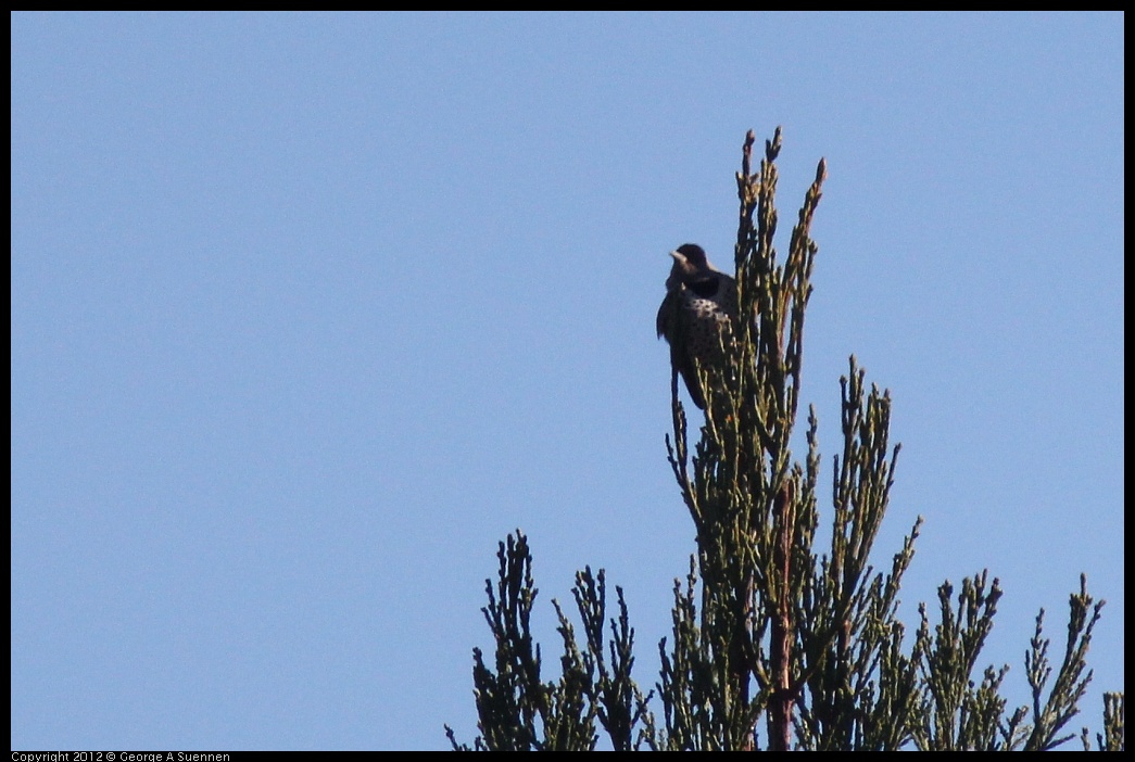 0116-131546-03.jpg - Northern Flicker