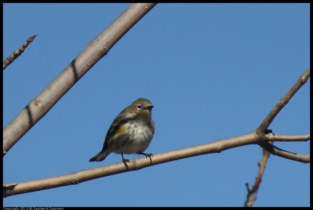 0116-131740-03.jpg - Yellow-rumped Warbler