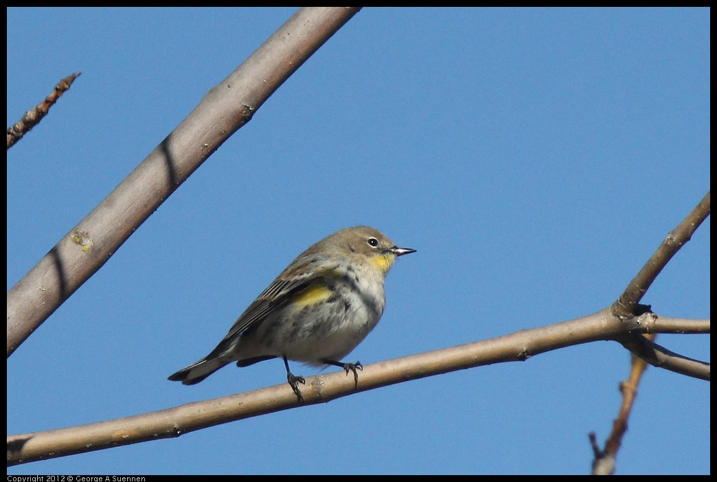 0116-131741-02.jpg - Yellow-rumped Warbler