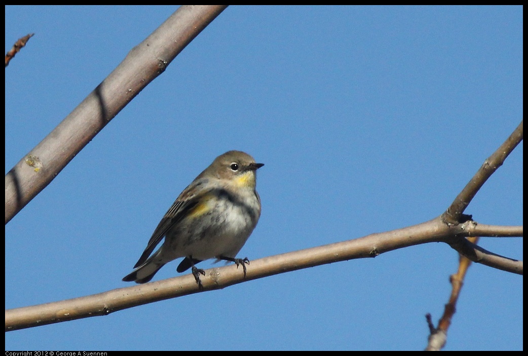 0116-131744-02.jpg - Yellow-rumped Warbler