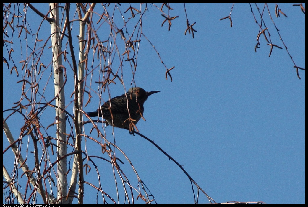 0116-131901-02.jpg - Northern Flicker