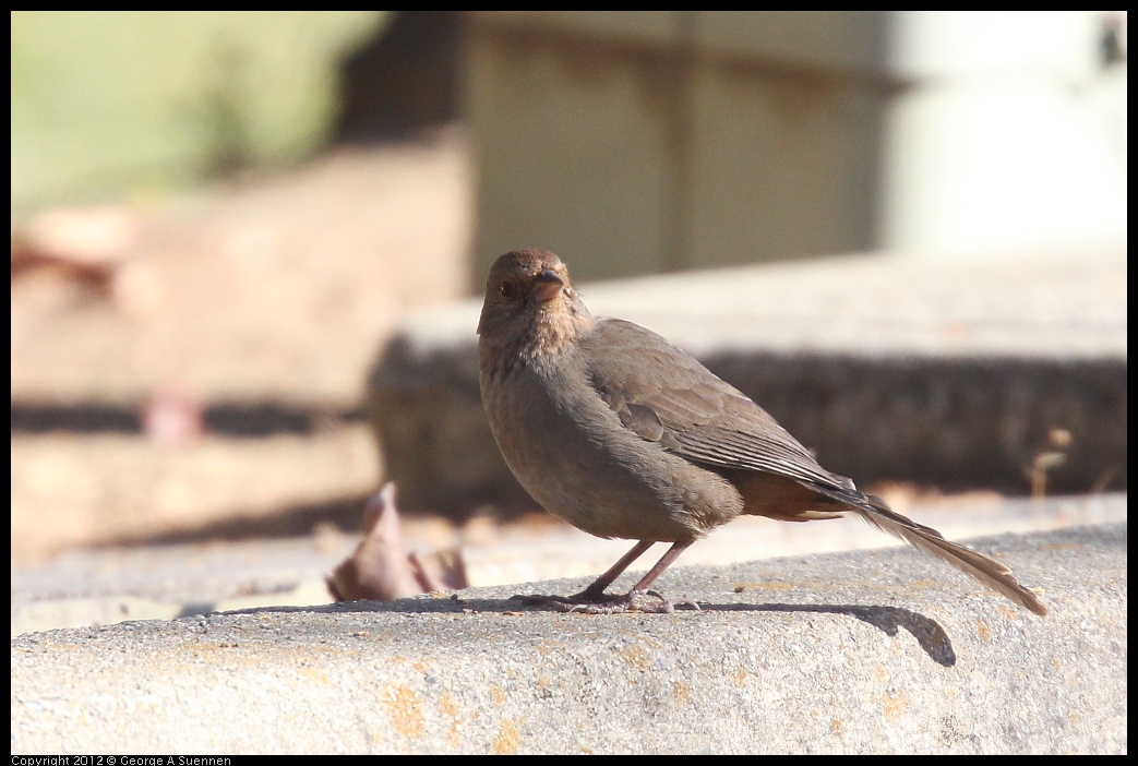 0116-132317-02.jpg - California Towhee