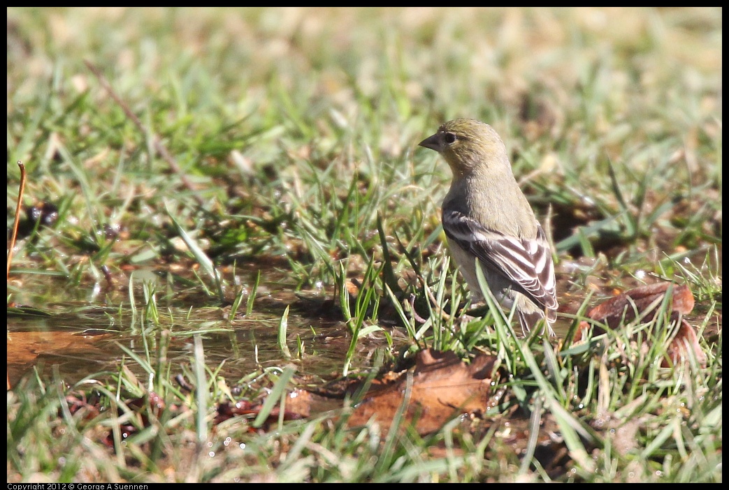 0116-132332-04.jpg - American Goldfinch