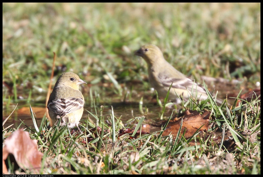 0116-132350-01.jpg - American Goldfinch