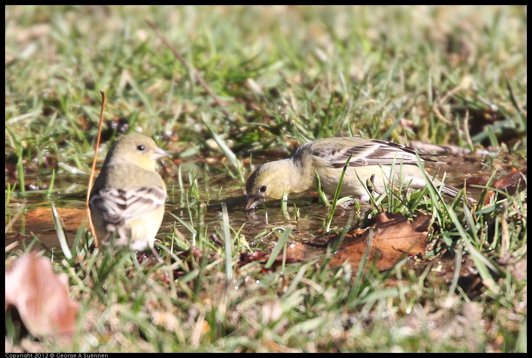 0116-132350-02.jpg - American Goldfinch