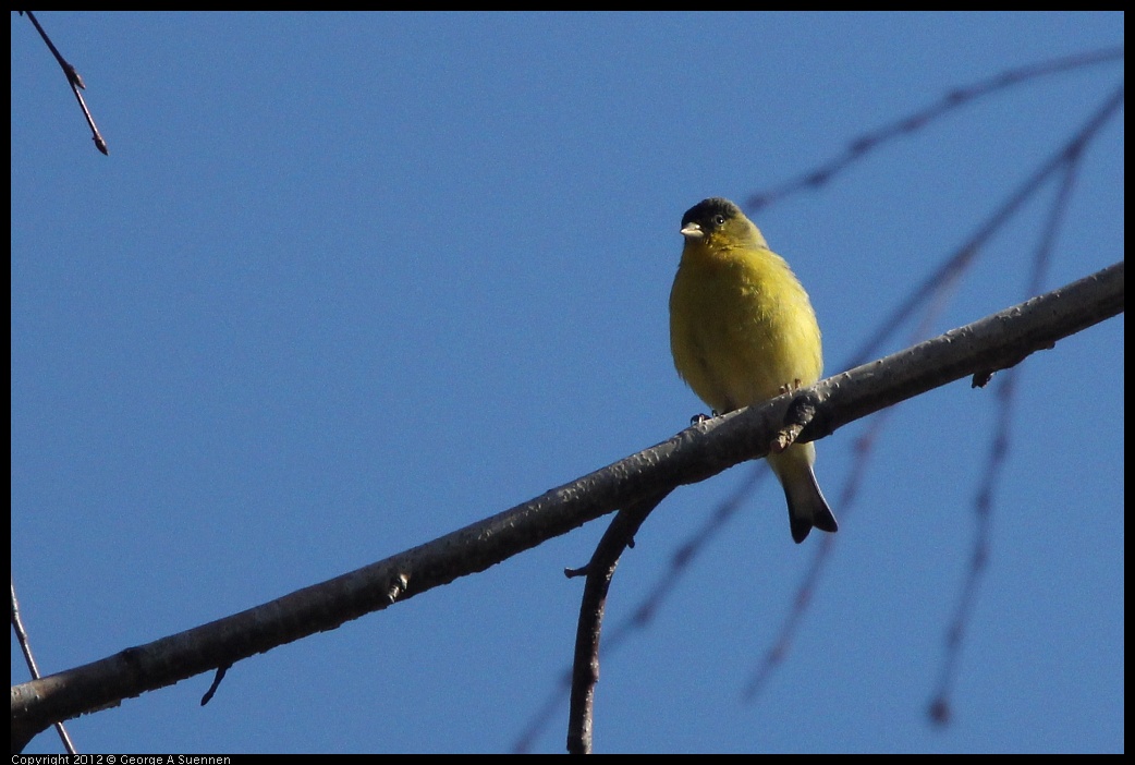 0116-132506-02.jpg - American Goldfinch