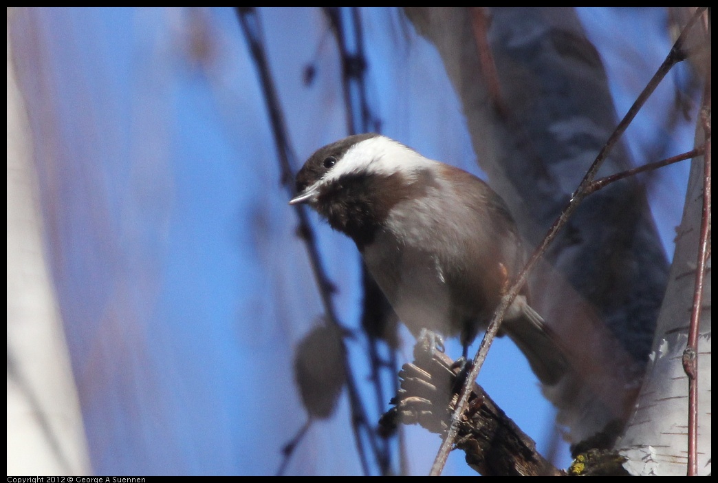 0116-132854-03.jpg - Chestnut-backed Chickadee