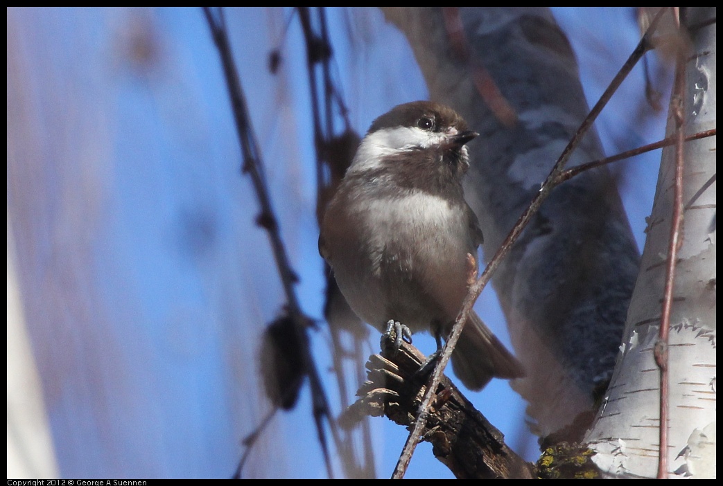 0116-132856-03.jpg - Chestnut-backed Chickadee