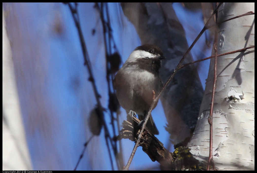 0116-132856-05.jpg - Chestnut-backed Chickadee